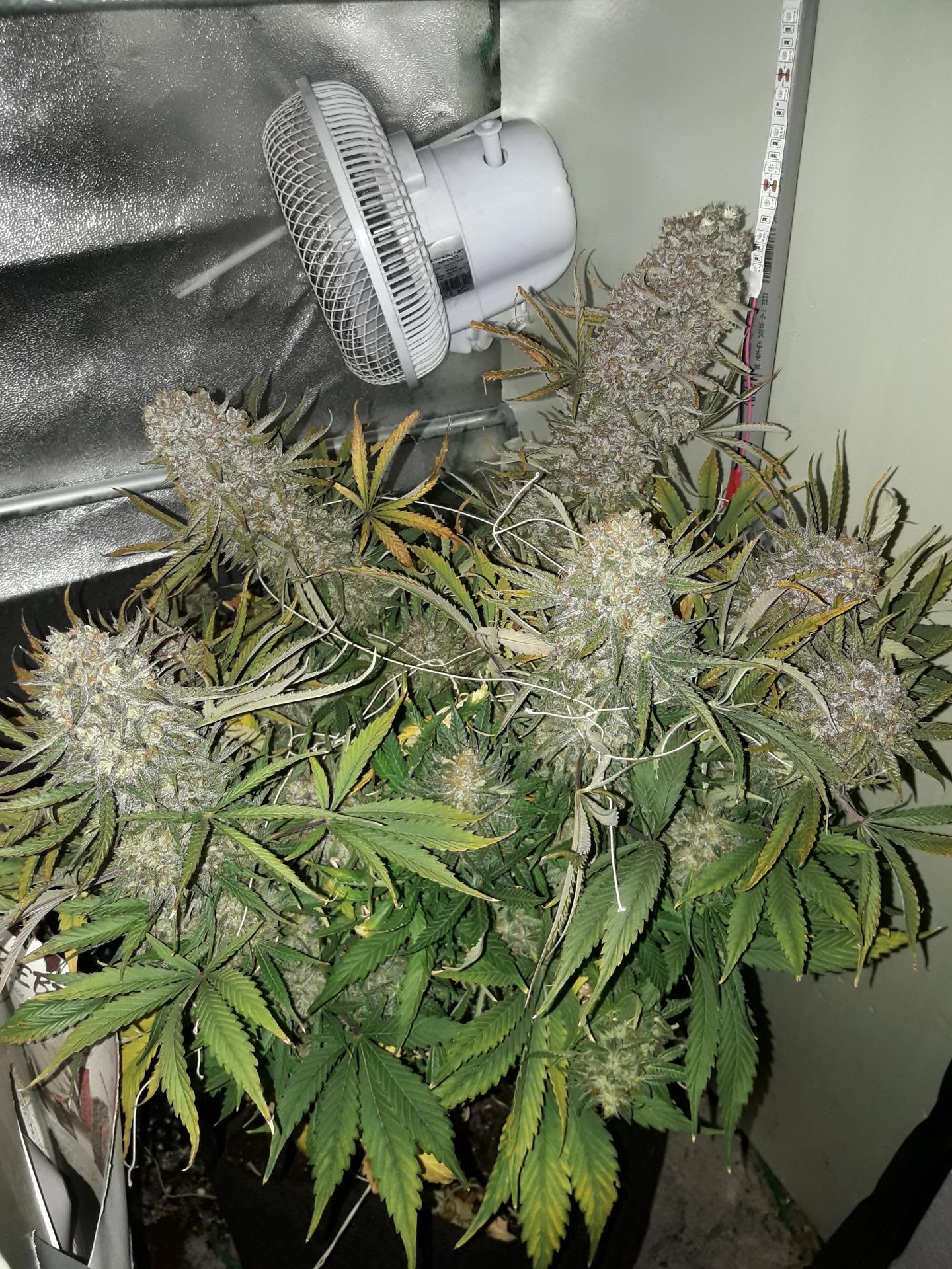 Kannabia Seeds - Kickass Auto aka B.Lee Auto (auto/fem.)