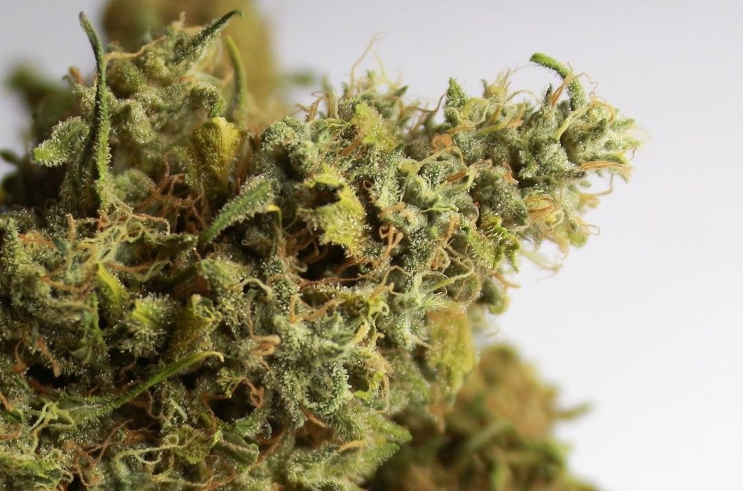 Kannabia Seeds - Kiss aka Queso (fem.)