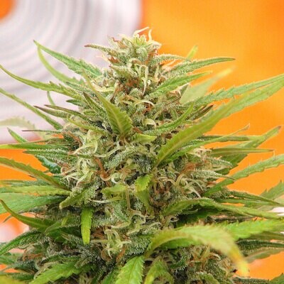 Kannabia Seeds - Super AK (fem.) 08221