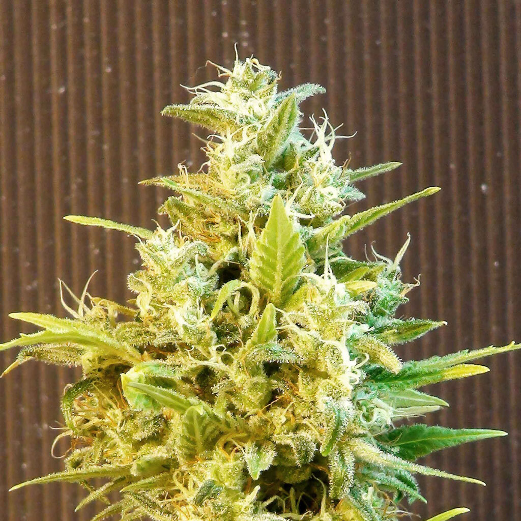 Kannabia Seeds - CBG Auto (auto/fem.)