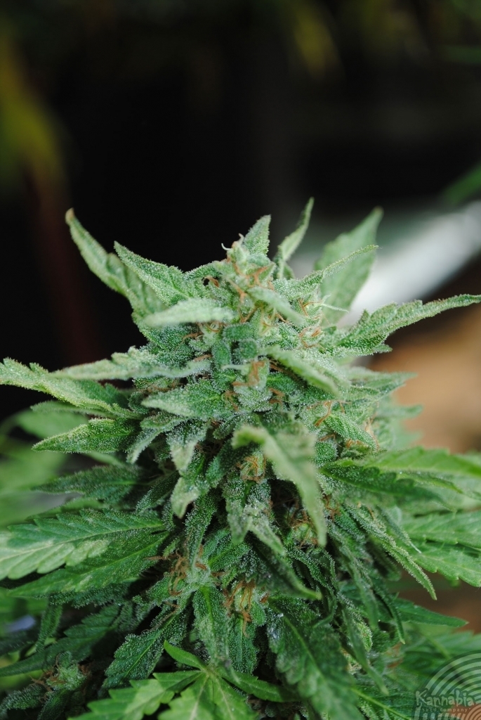 Kannabia Seeds - Karibbean Mango aka Karibeña (fem.)