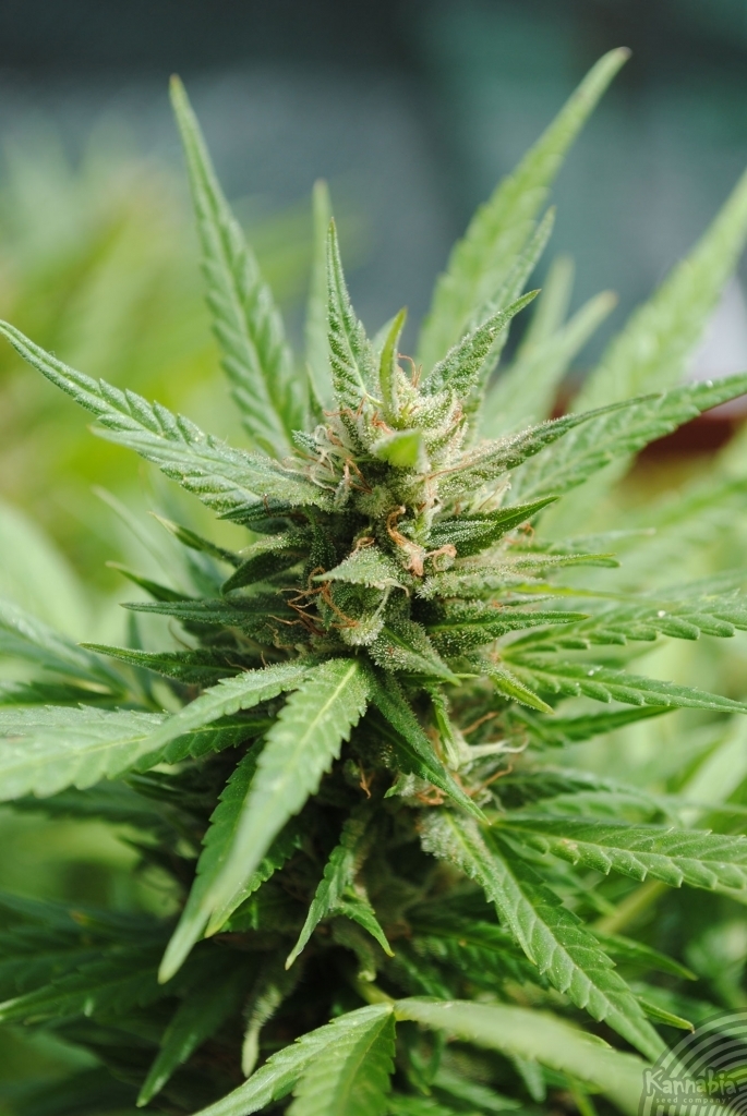 Kannabia Seeds - Karibbean Mango aka Karibeña (fem.)