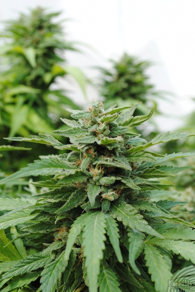 Kannabia Seeds - Karibbean Mango aka Karibeña (fem.)