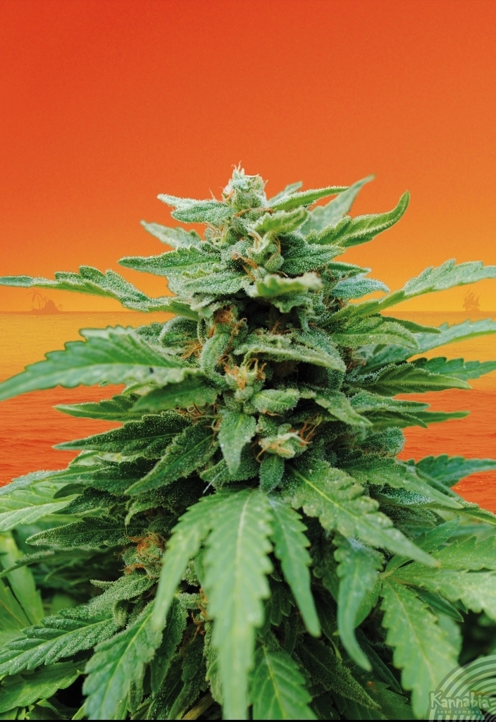 Kannabia Seeds - Karibbean Mango aka Karibeña (fem.)