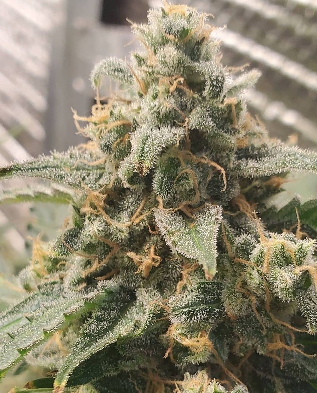 Kannabia Seeds - Kickass Auto aka B.Lee Auto (auto/fem.)