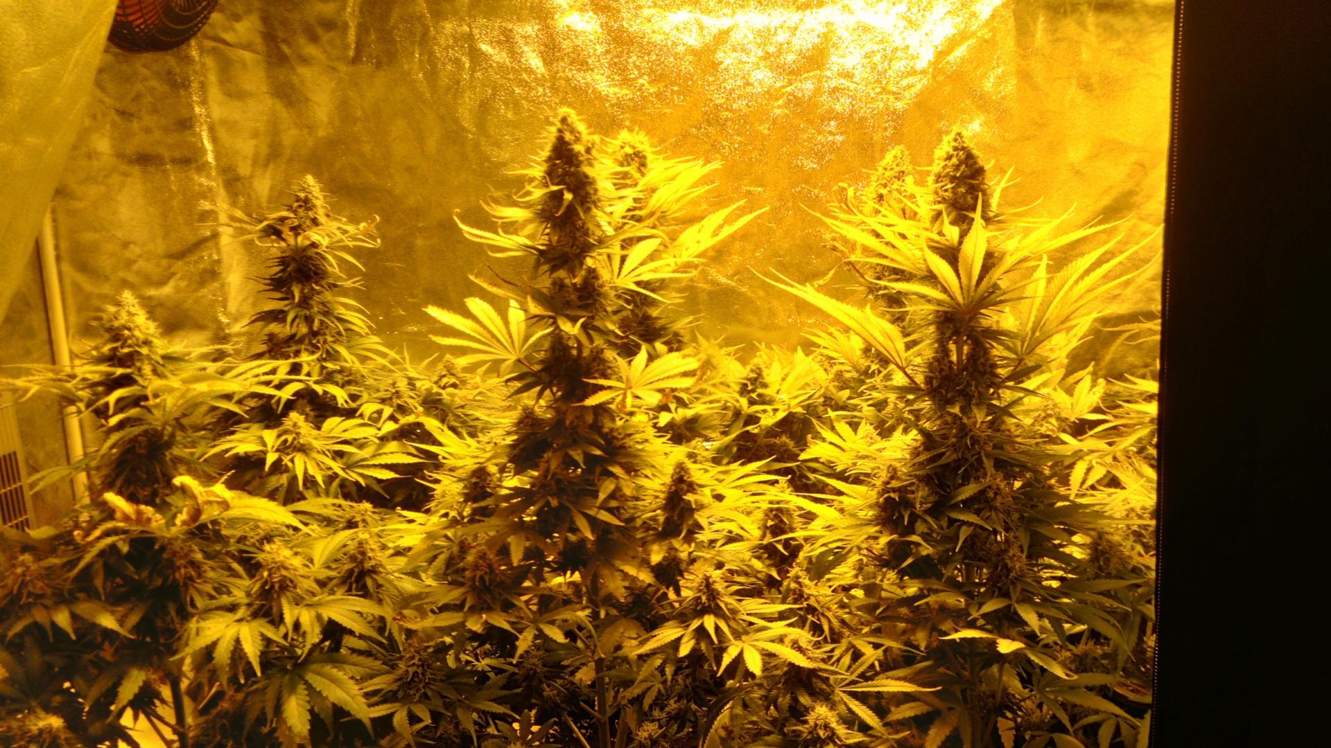 Kannabia Seeds - Kiss aka Queso (fem.)
