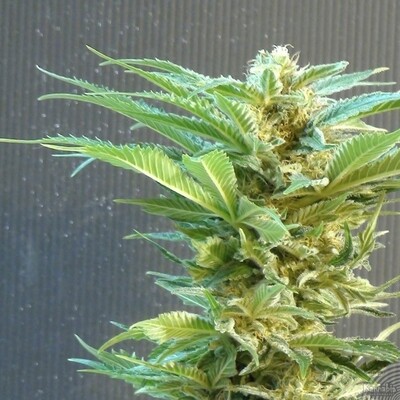 Kannabia Seeds - Thai Fantasy (fem.) 01568
