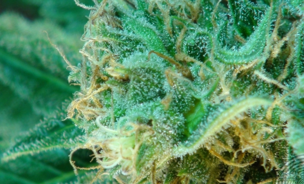 Kannabia Seeds - Thai Fantasy (fem.)