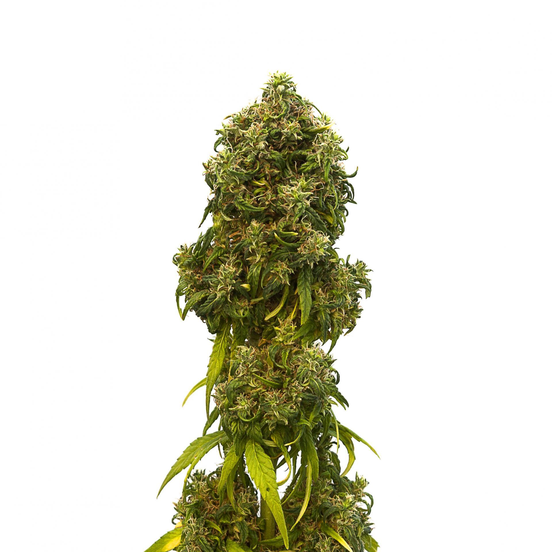 Kannabia Seeds - Swiss Dream Auto CBD (auto/fem.)
