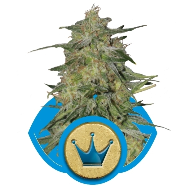 Royal Queen Seeds - Royal Highness (fem.)