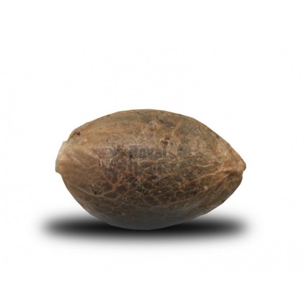 Royal Queen Seeds - Royal Highness (fem.)