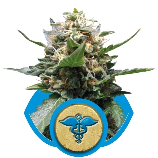 Royal Queen Seeds - Royal Medic (fem.)