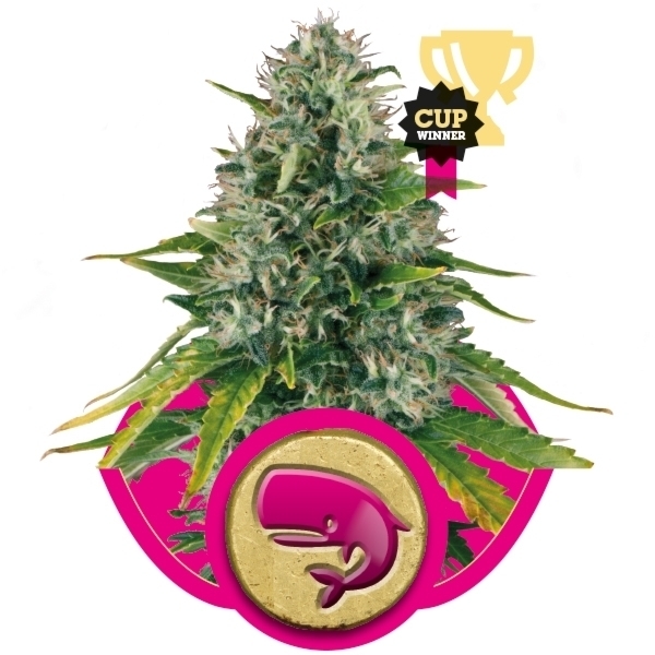 Royal Queen Seeds - Royal Moby (fem.)