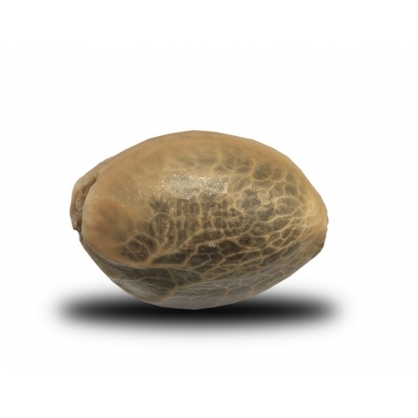 Royal Queen Seeds - Royal Moby (fem.)