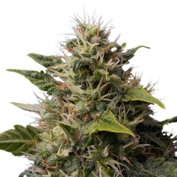 Royal Queen Seeds - Royal Moby (fem.)