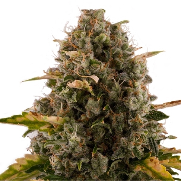 Royal Queen Seeds - Royal Moby (fem.)