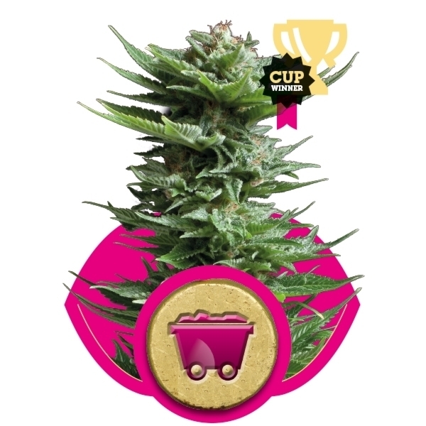 Royal Queen Seeds - Shining Silver Haze (fem.)