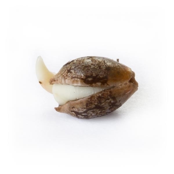Royal Queen Seeds - Shining Silver Haze (fem.)
