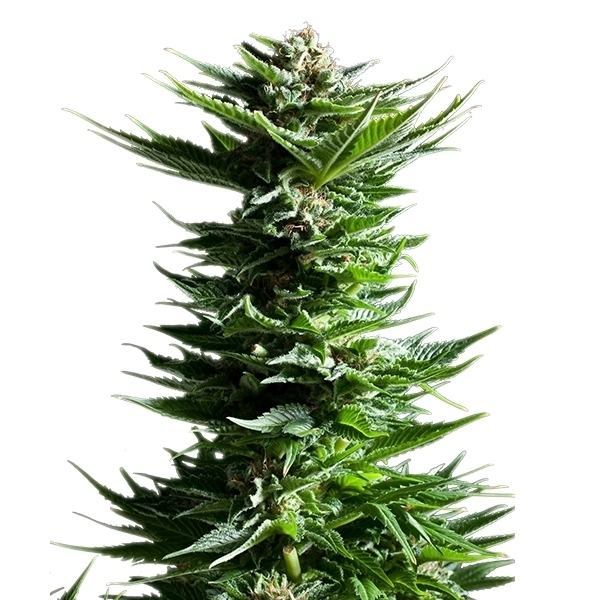 Royal Queen Seeds - Shining Silver Haze (fem.)