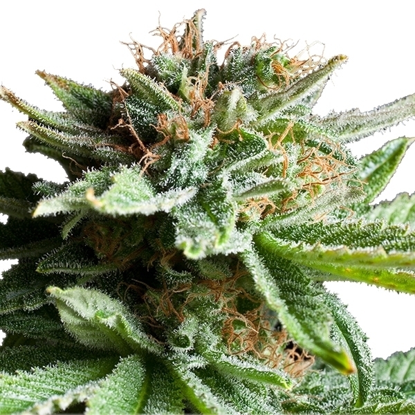 Royal Queen Seeds - Shining Silver Haze (fem.)
