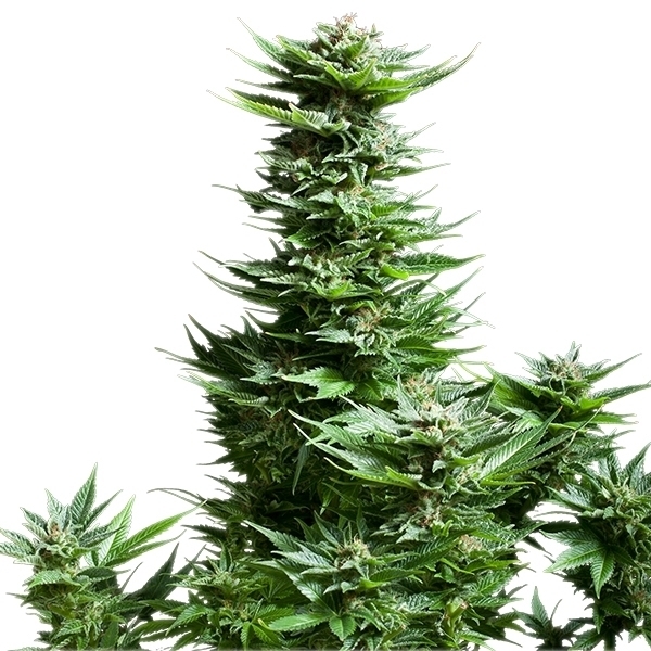 Royal Queen Seeds - Shining Silver Haze (fem.)