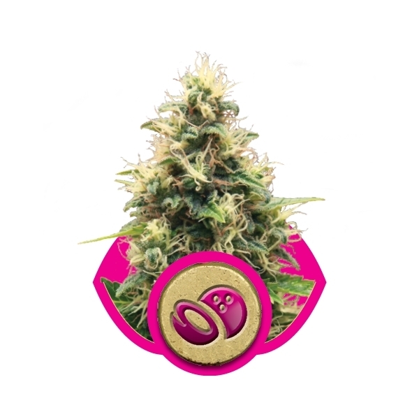 Royal Queen Seeds - Somango XL (fem.)