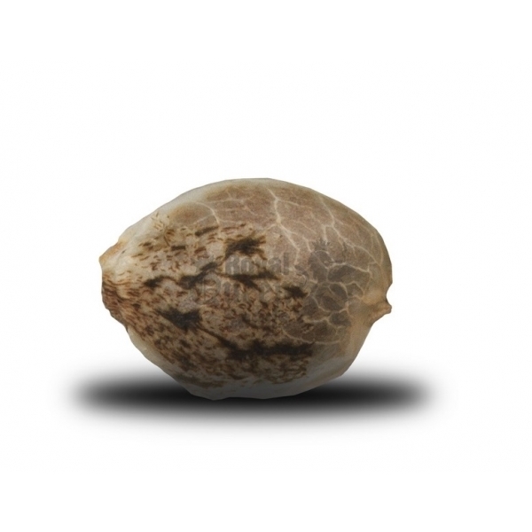 Royal Queen Seeds - Special Queen #1 (fem.)