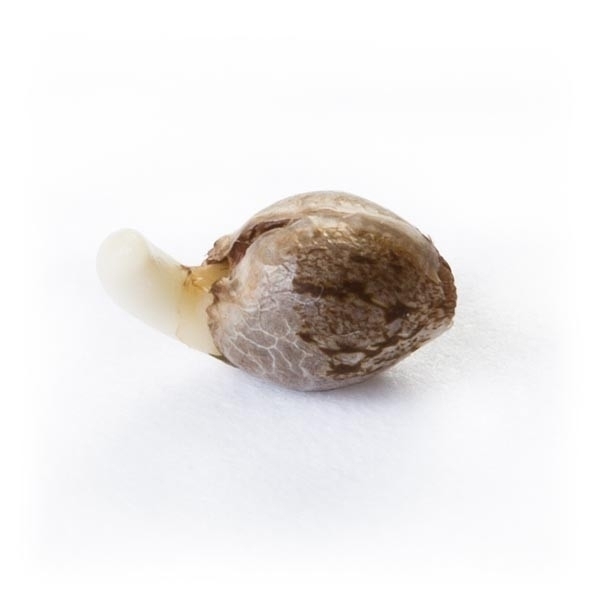 Royal Queen Seeds - Special Queen #1 (fem.)