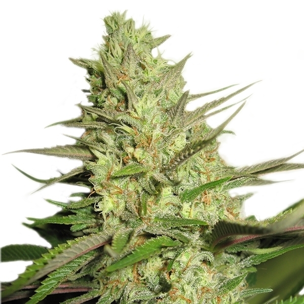 Royal Queen Seeds - Special Queen #1 (fem.)