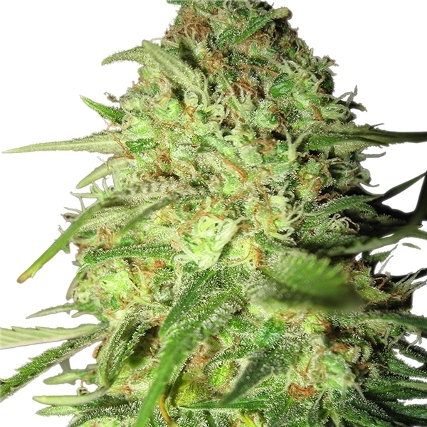 Royal Queen Seeds - Special Queen #1 (fem.)
