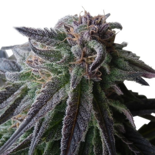 Royal Queen Seeds - Special Queen #1 (fem.)