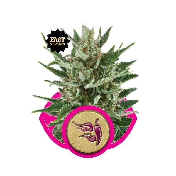 Royal Queen Seeds - Speedy Chile Fast Version (fem.)