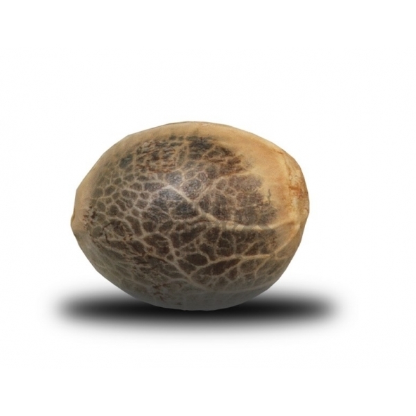 Royal Queen Seeds - White Widow (fem.)