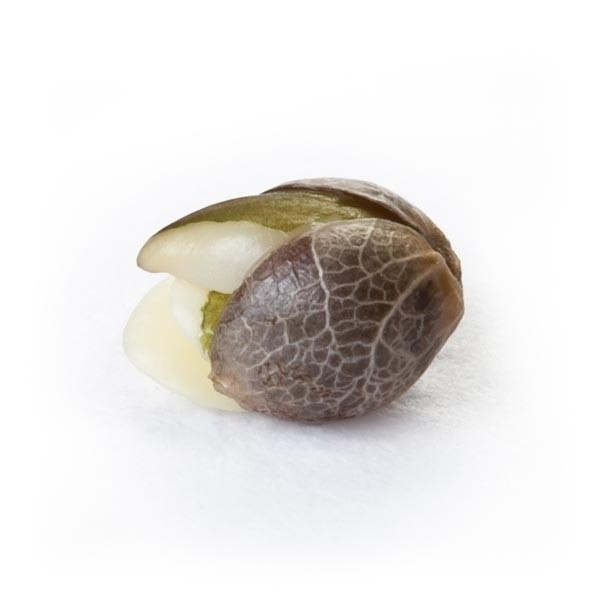Royal Queen Seeds - White Widow (fem.)