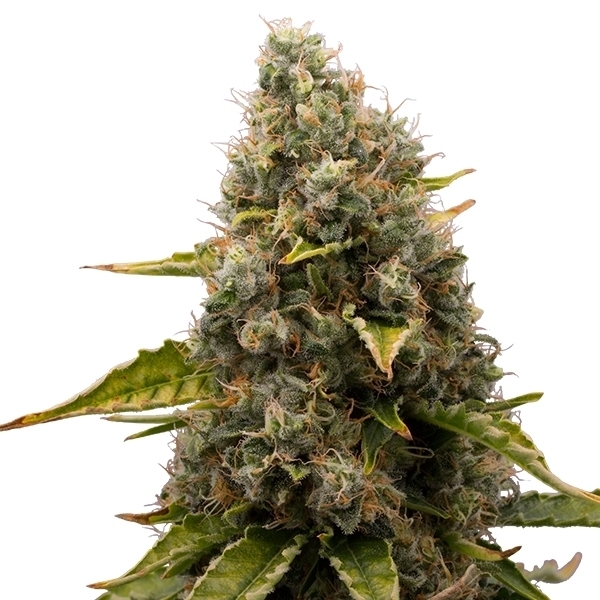 Royal Queen Seeds - White Widow (fem.)