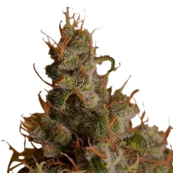Royal Queen Seeds - White Widow (fem.)