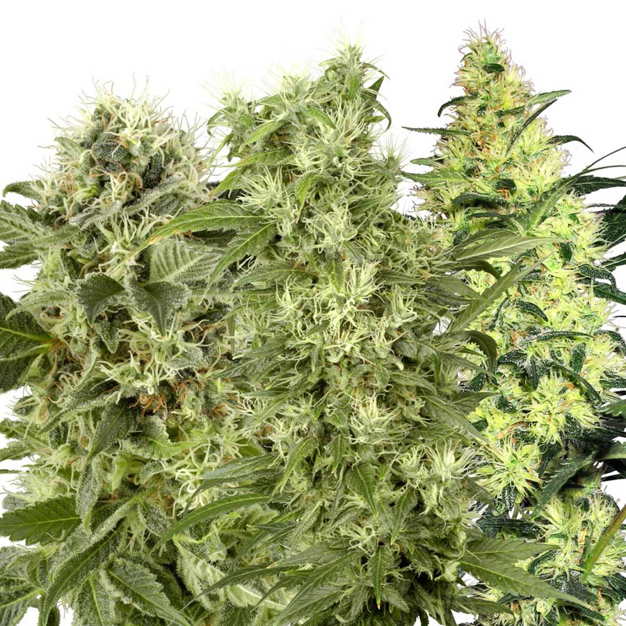 White Label Seeds - Female Mix (fem.)