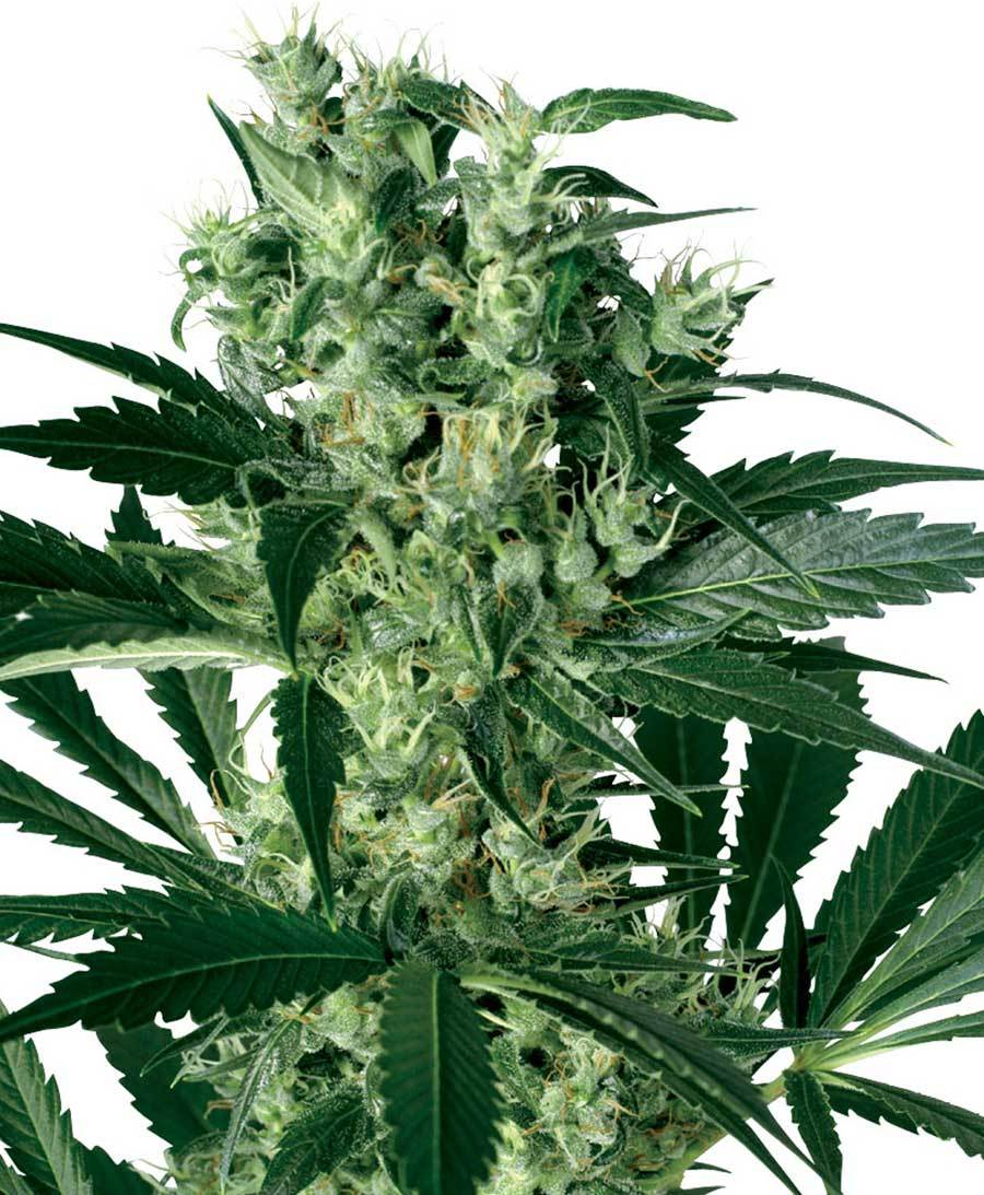 White Label Seeds - X Haze (fem.)