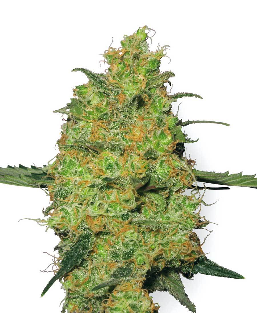 White Label Seeds - Master Kush (fem.)