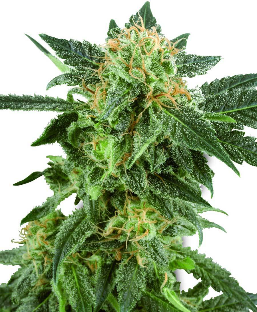 White Label Seeds - Snow Ryder Automatic (auto/fem.)