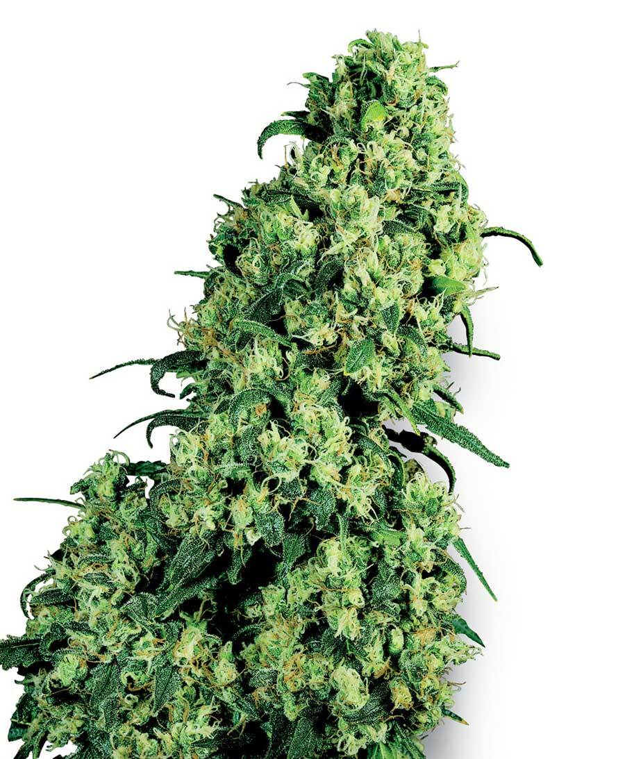 White Label Seeds - Skunk #1 (fem.)