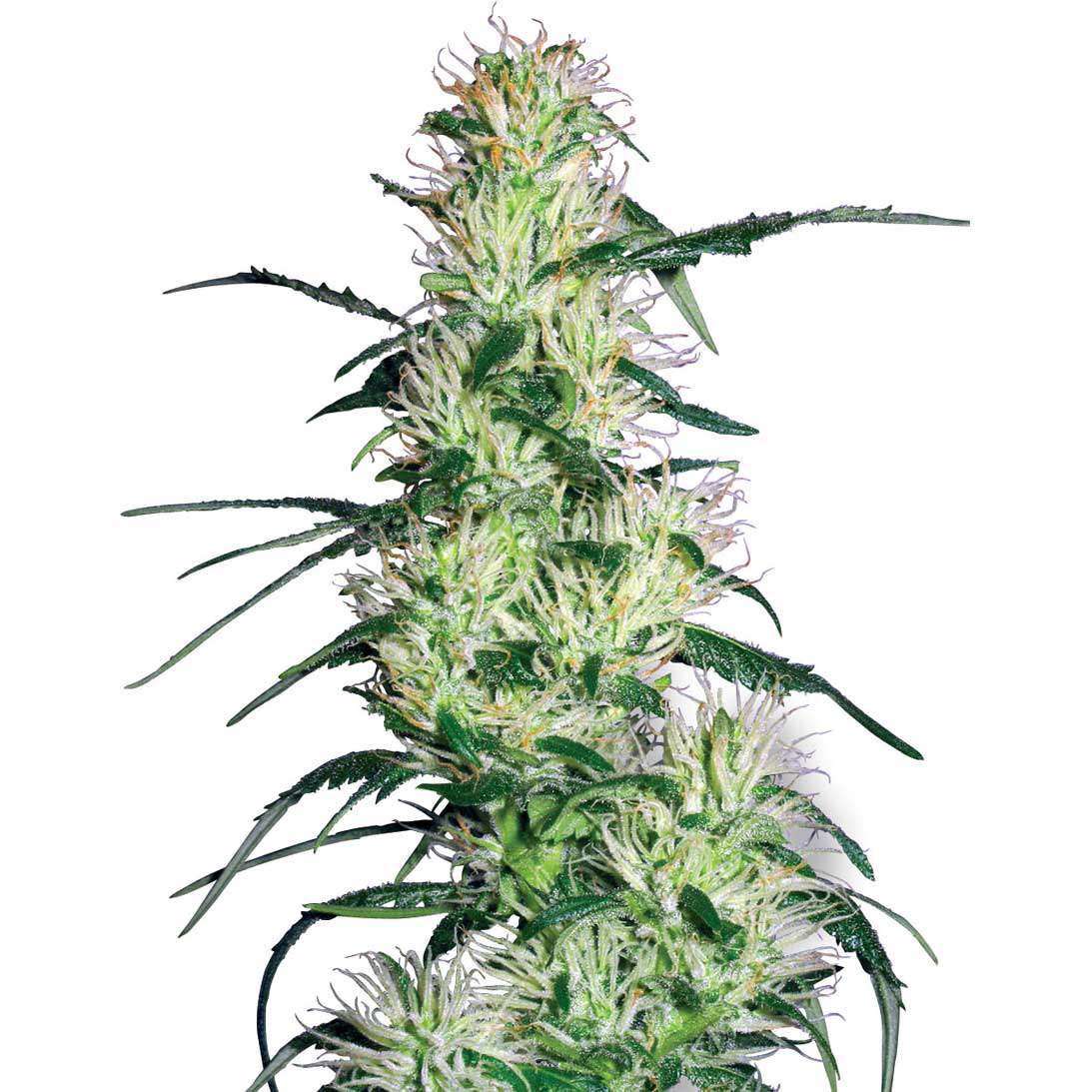 White Label Seeds - Purple Haze (fem.)