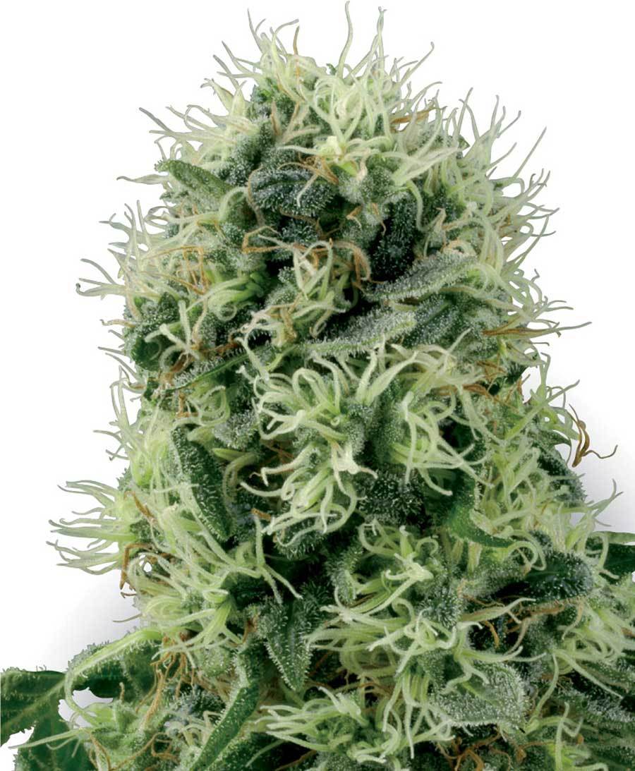 White Label Seeds - Pure Power Plant (fem.)