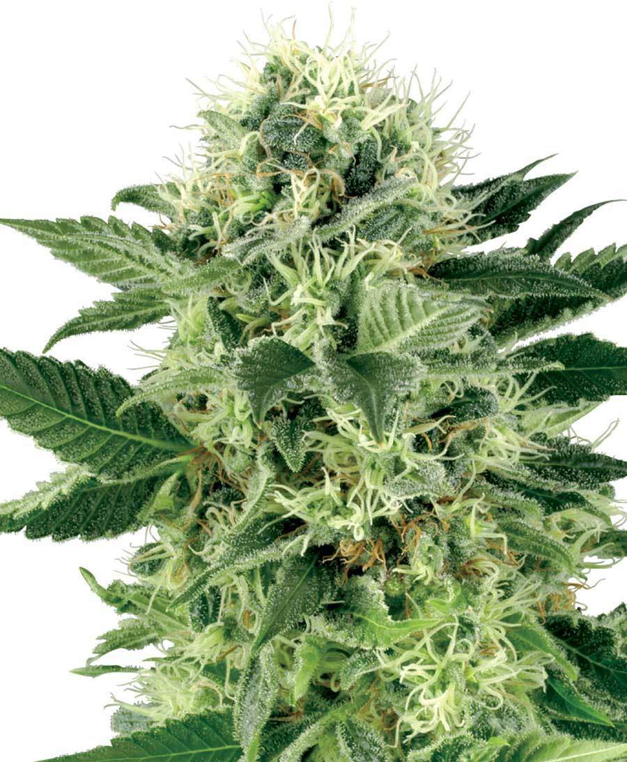 White Label Seeds - Northern Lights (fem.)