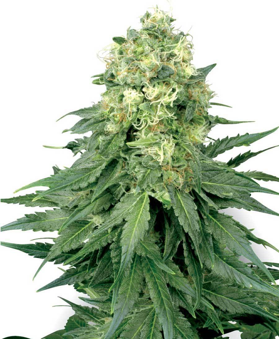 White Label Seeds - White Widow (reg.)
