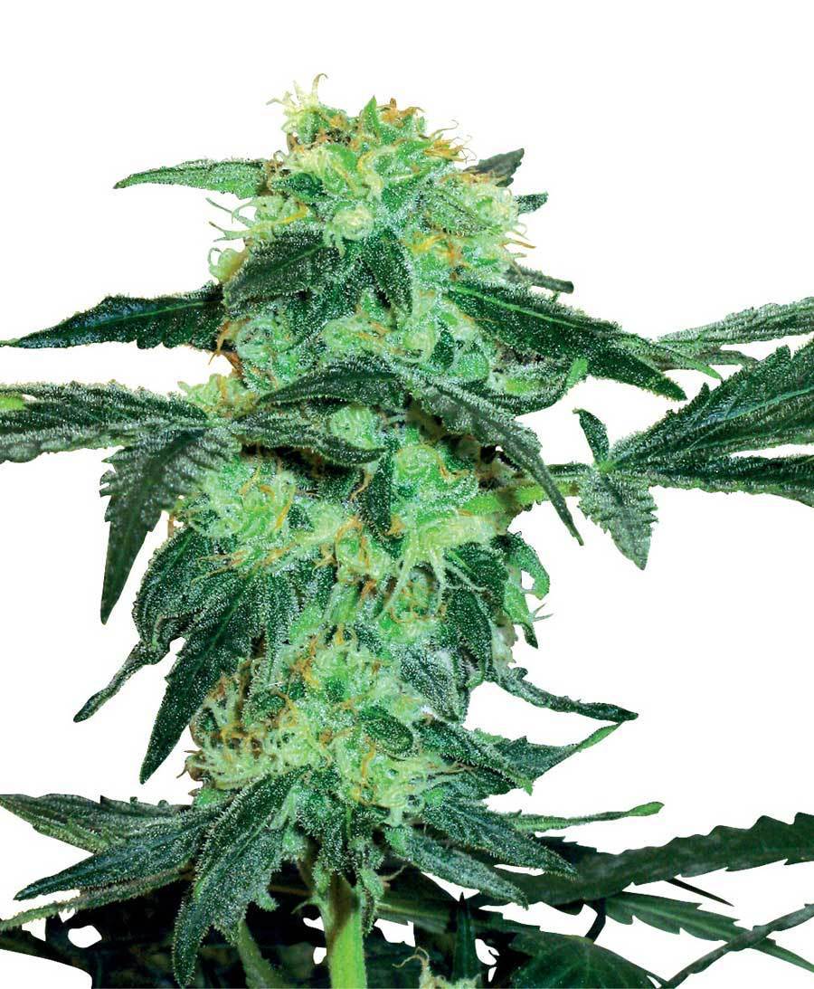 White Label Seeds - White Ice (reg.)