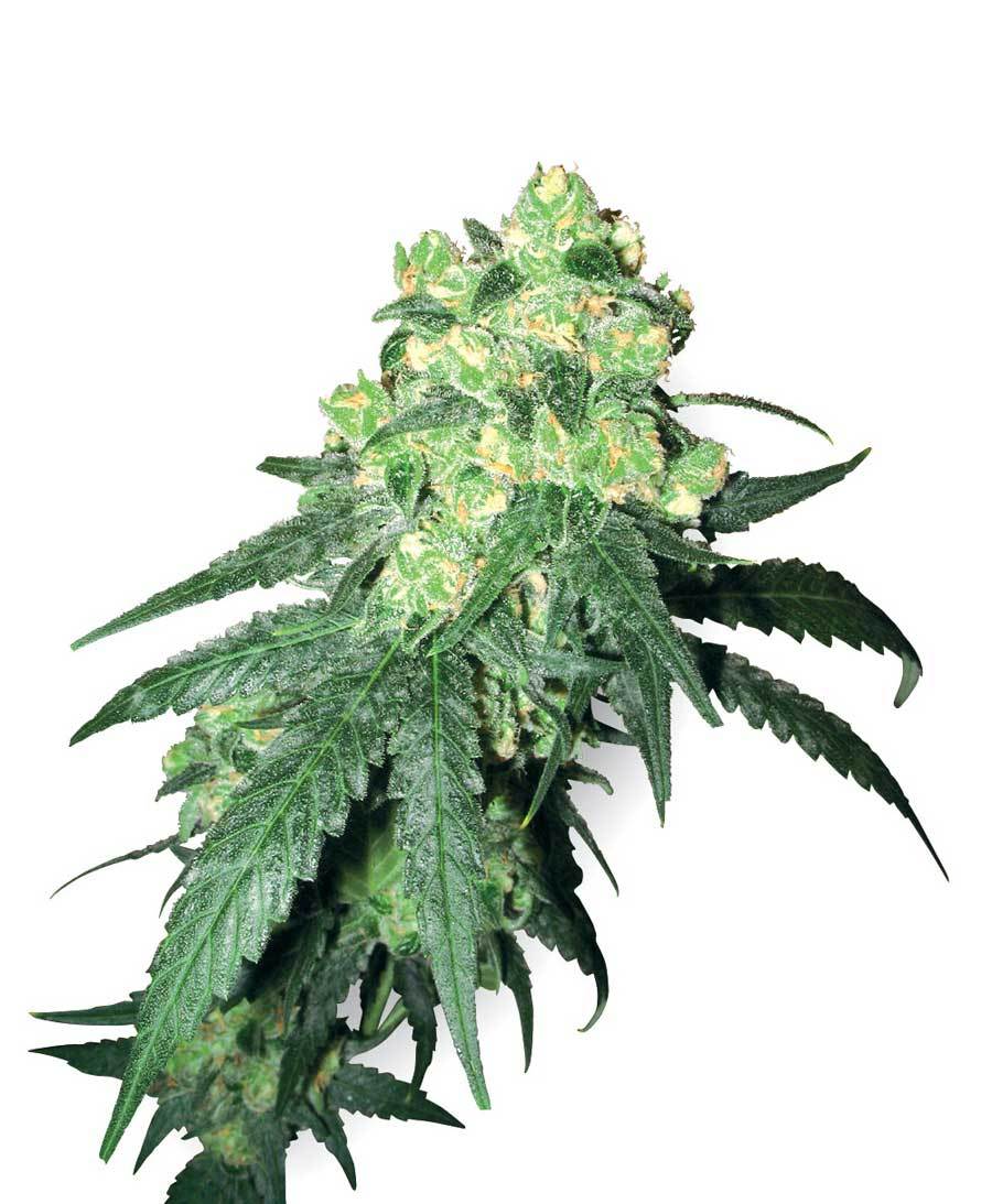White Label Seeds - White Label Rhino (reg.)
