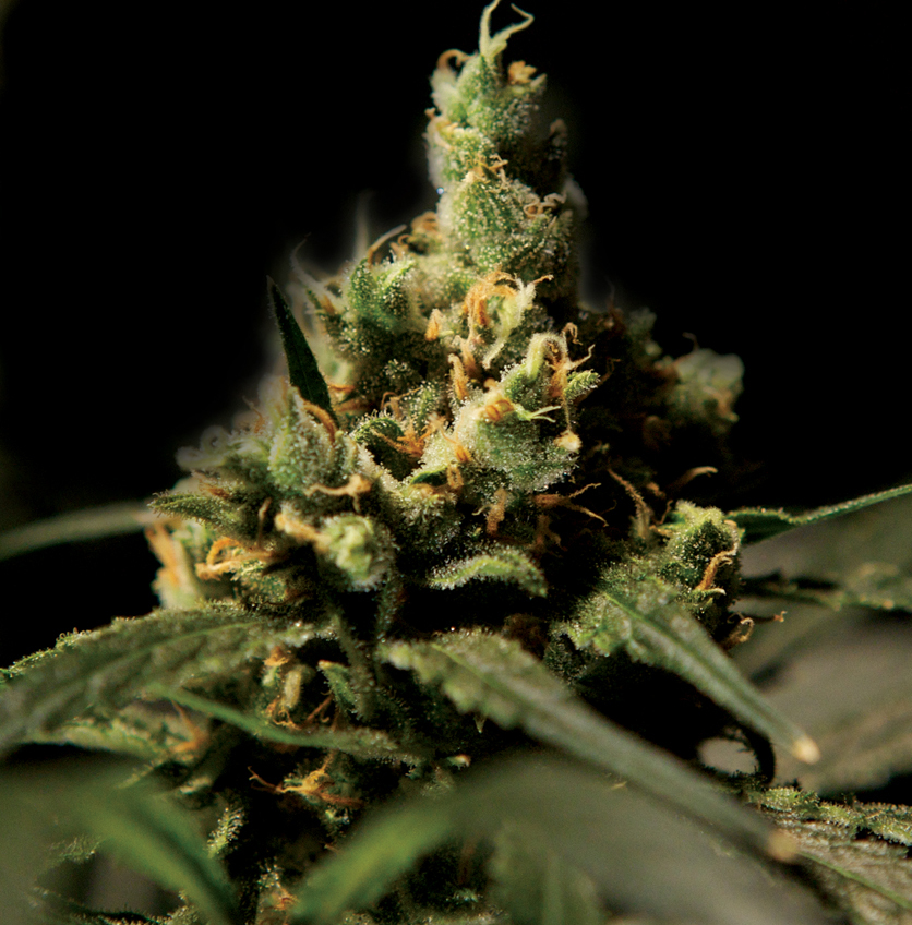 The Bulldog Seeds - Citral Skunk (fem.)