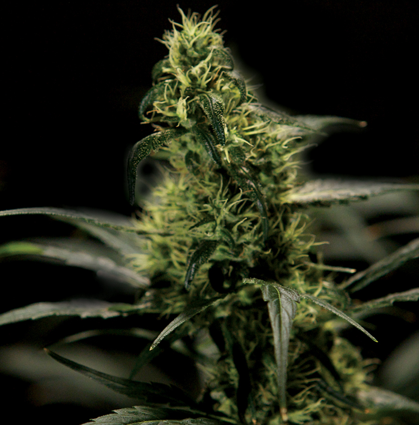 The Bulldog Seeds - Energy Haze (fem.)
