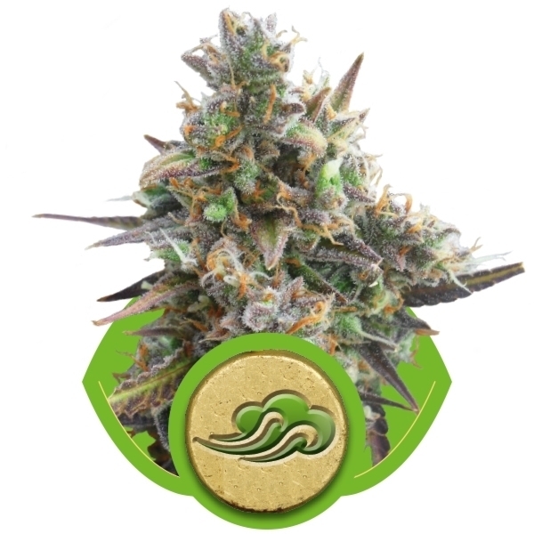 Royal Queen Seeds - Royal Bluematic (auto/fem.)
